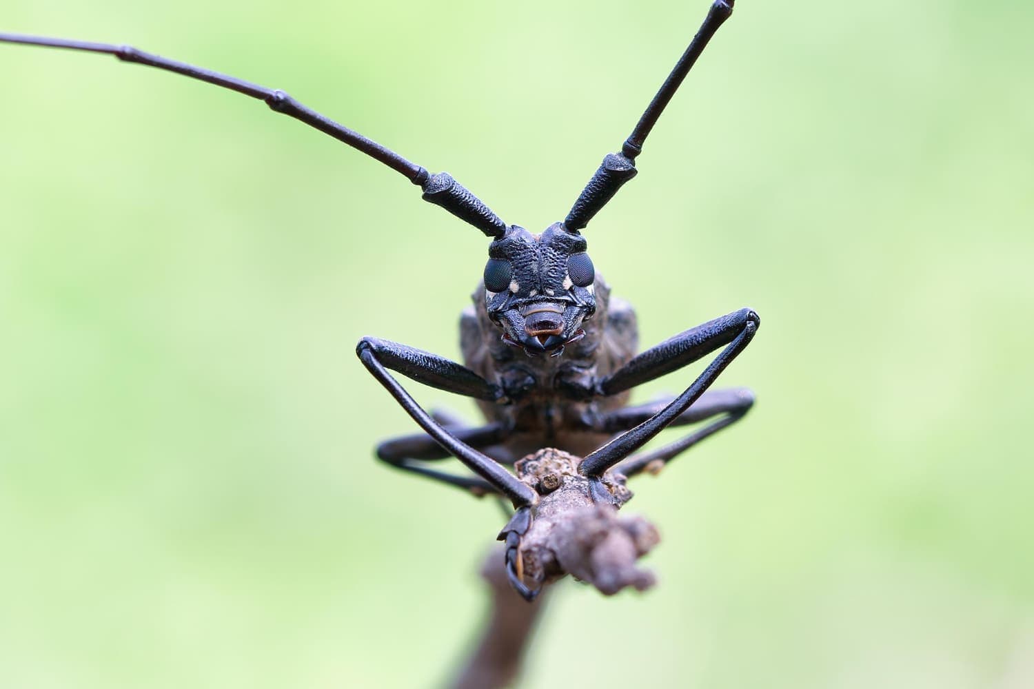 Ученые из Брно тестируют использование насекомых в пищевой промышленности