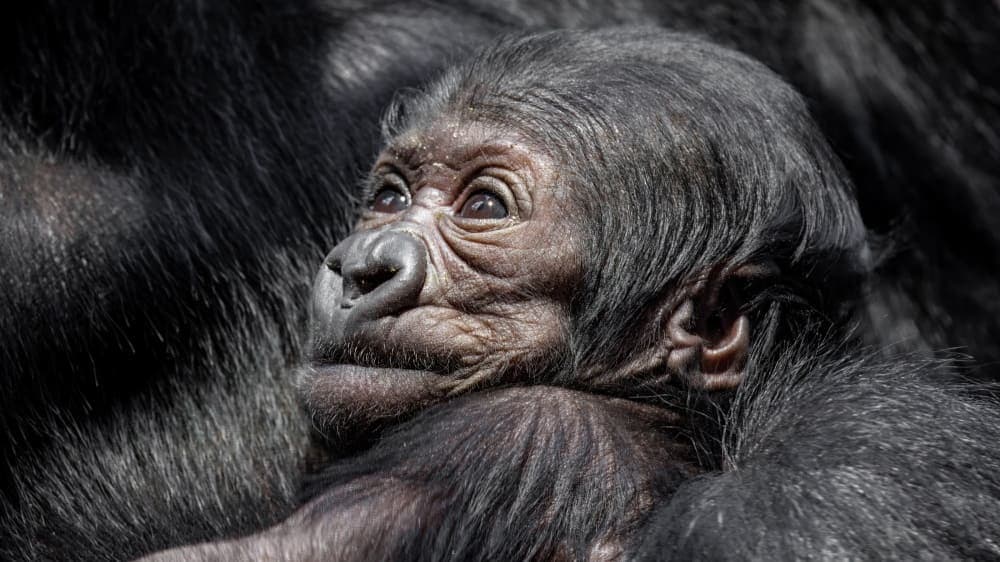 Жители Чехии могут выбрать имя для маленькой гориллы, которая недавно родилась в Пражском зоопарке