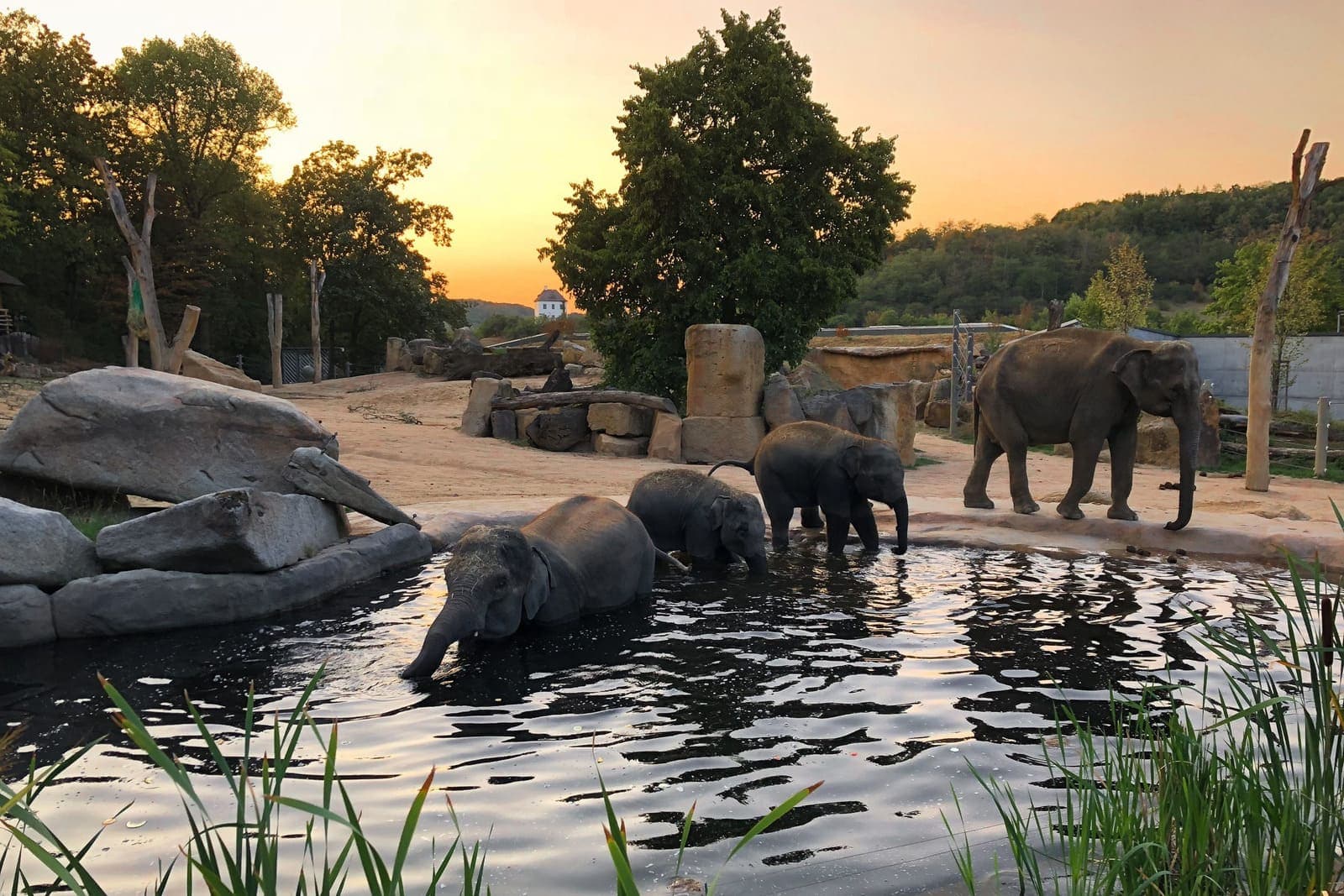 12 августа в Пражском зоопарке состоится специальная экскурсия по случаю Международного дня слонов
