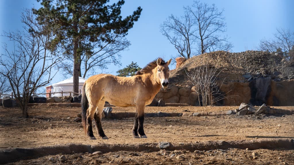23 марта в Пражском зоопарке состоится открытие 93-го сезона, а также выставки монгольской фауны Gobi