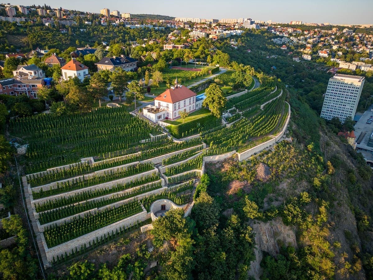 25 и 26 мая пражские виноградники откроют свои двери в рамках акции Pražské vinice 2024