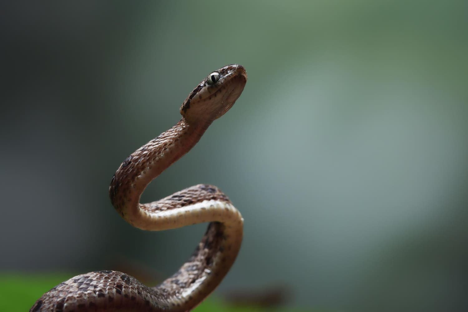В Ческе-Будеевице в квартиру к мужчине проникла змея