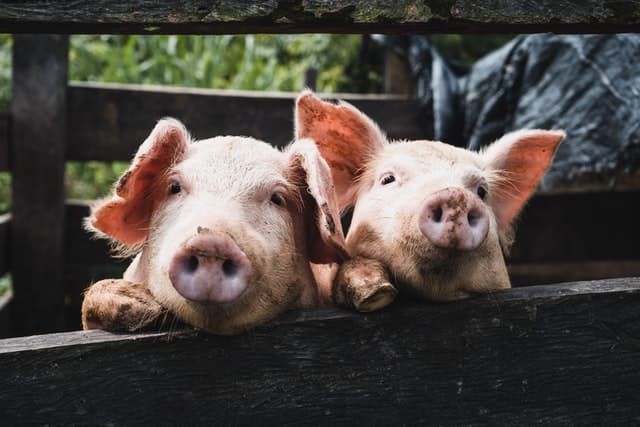Из Чехии частично исчезнут свинофермы. Половина заводчиков намерены их закрыть