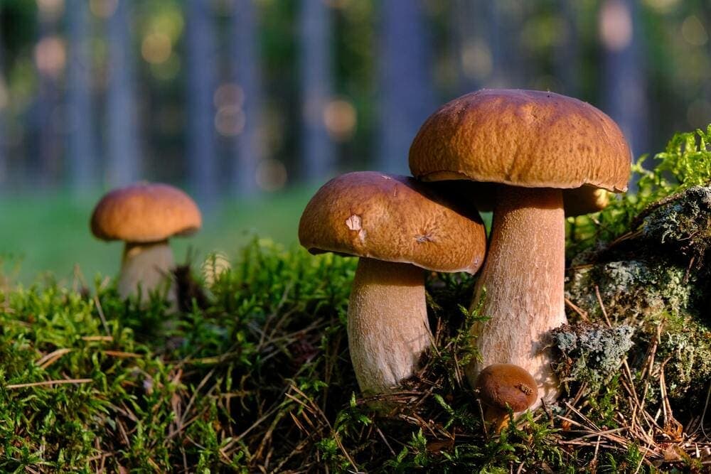 Куда пойти за грибами в Праге и Среднечешском крае