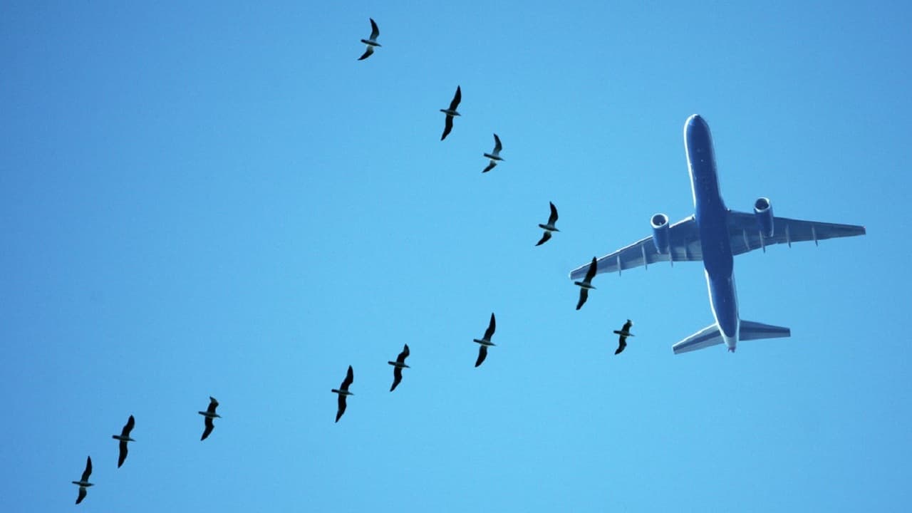 Видео: в пражском аэропорту птица врезалась в самолет, который совершал посадку