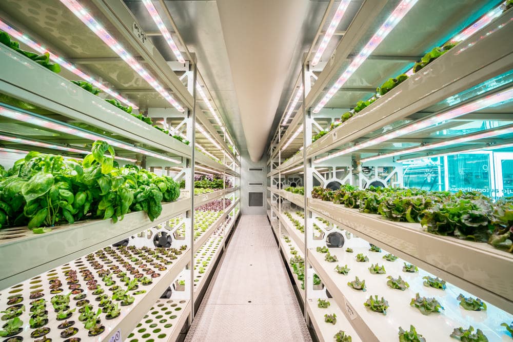 Чешские салаты вырастут в Аравии. Пражский стартап строит свои фермы прямо в местных супермаркетах