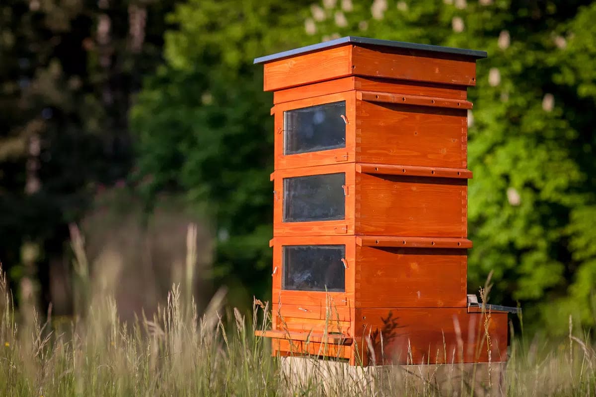 В Чехии изобрели "больницу" для пчел