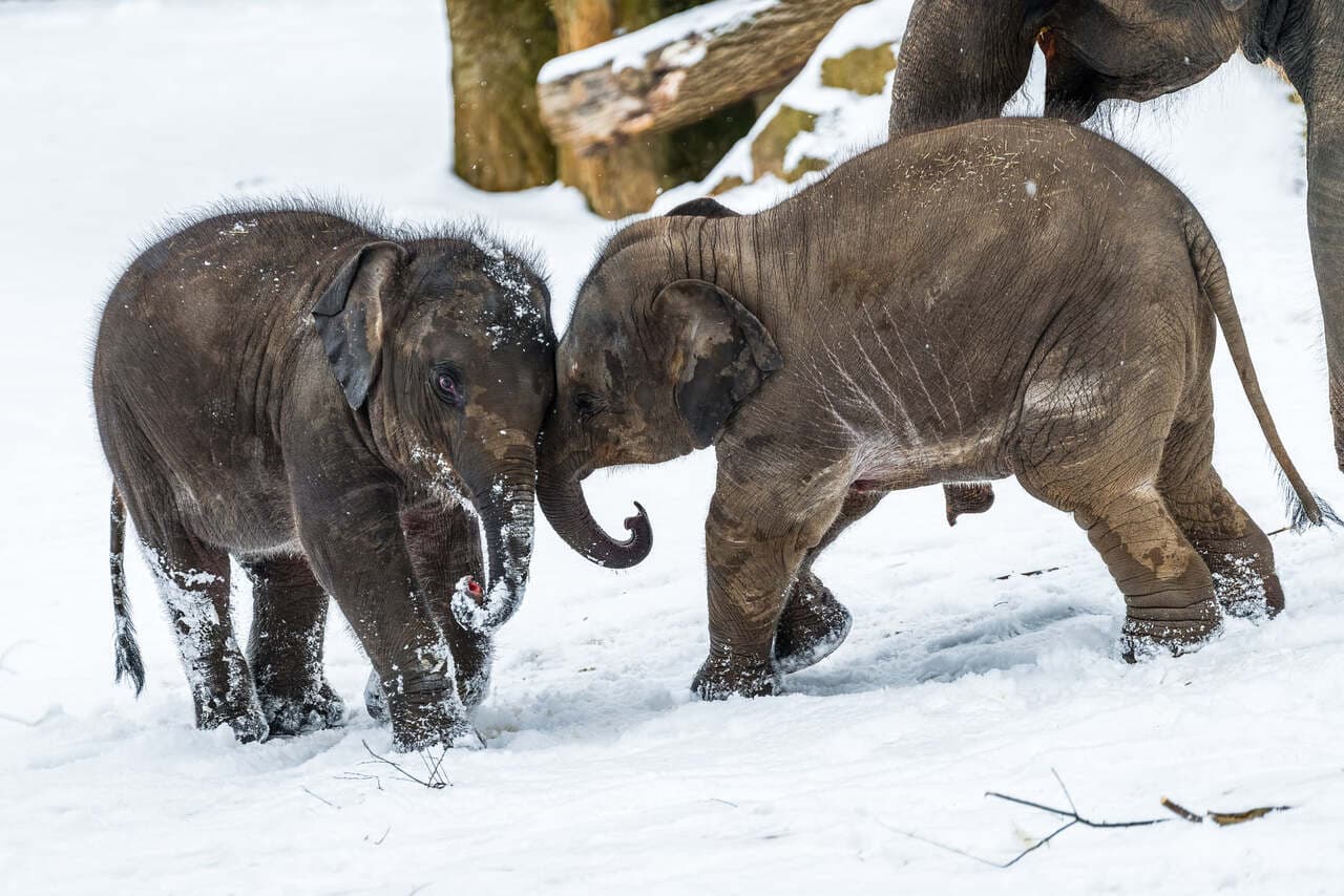 С 18 по 26 декабря желающие могут привезти съедобные подарки животным, живущим в Пражском зоопарке