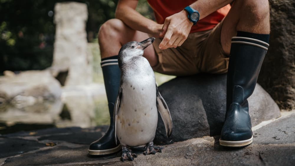 Пингвинчик, который смог. В Пражском зоопарке чудом выжил детеныш пингвина Гумбольдта