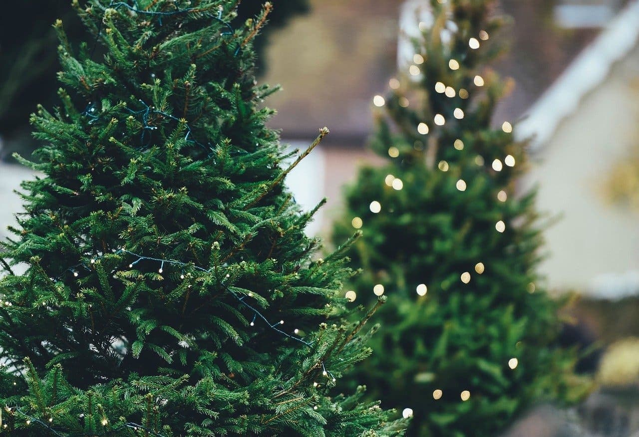 Где в Чехии можно приобрести рождественскую елку по сниженной цене