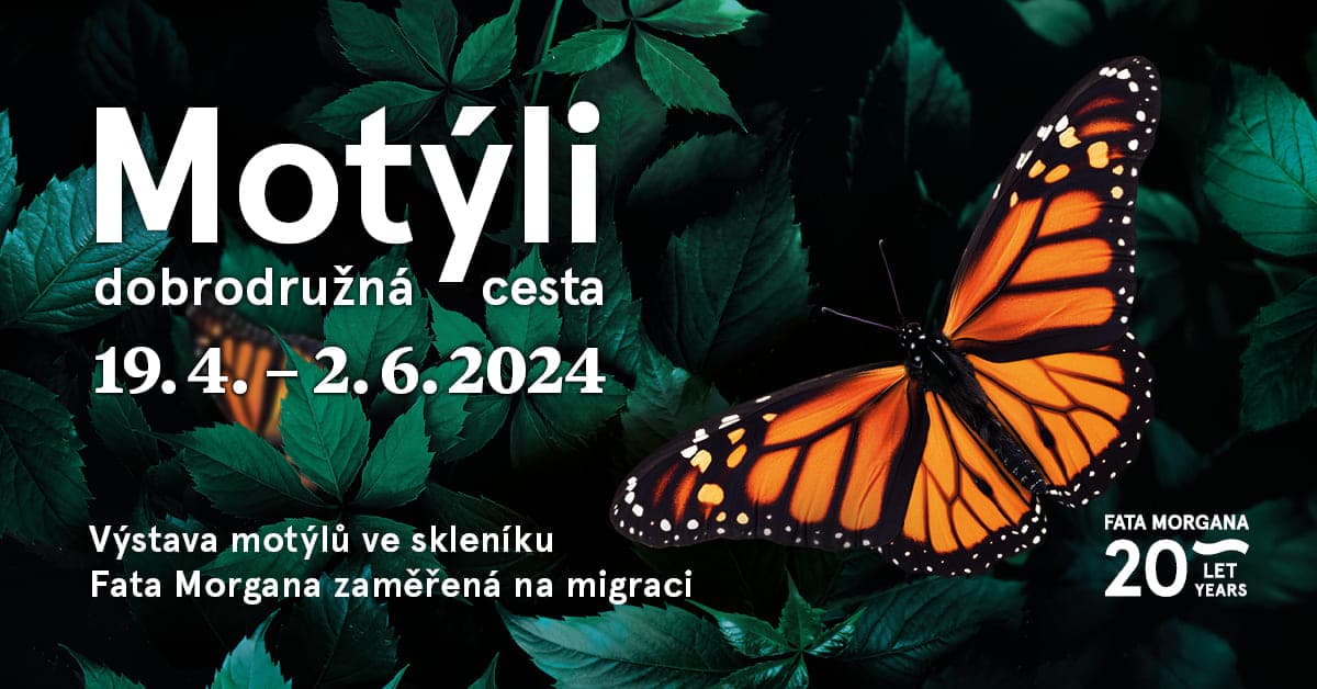 В пражской оранжерее Fata Morgana открылась выставка тропических бабочек