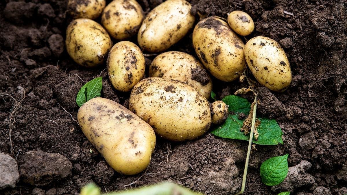 Как обстоят дела на рынке картофеля в Чехии? Министр сельского хозяйства негодует, магазины защищаются