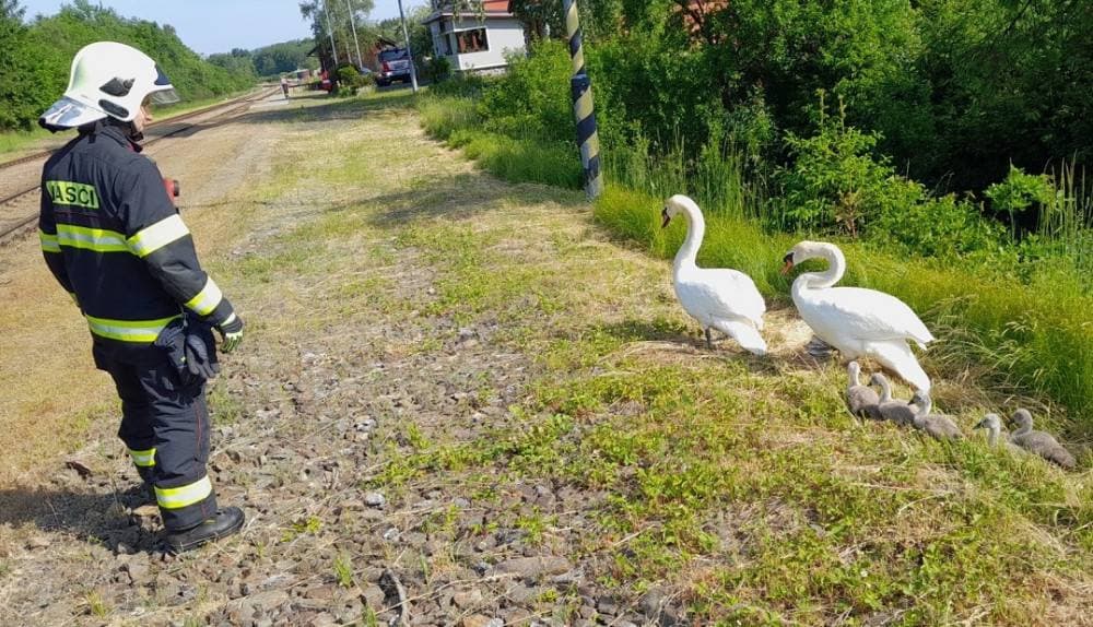 Милота: в деревушке Hrádek u Sušice семья лебедей вышла на прогулку у вокзала