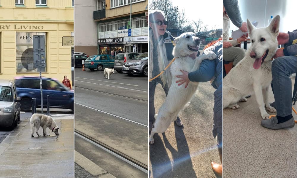 В пражском приюте нашли собаку, которую похитили в Боснии и Герцеговине