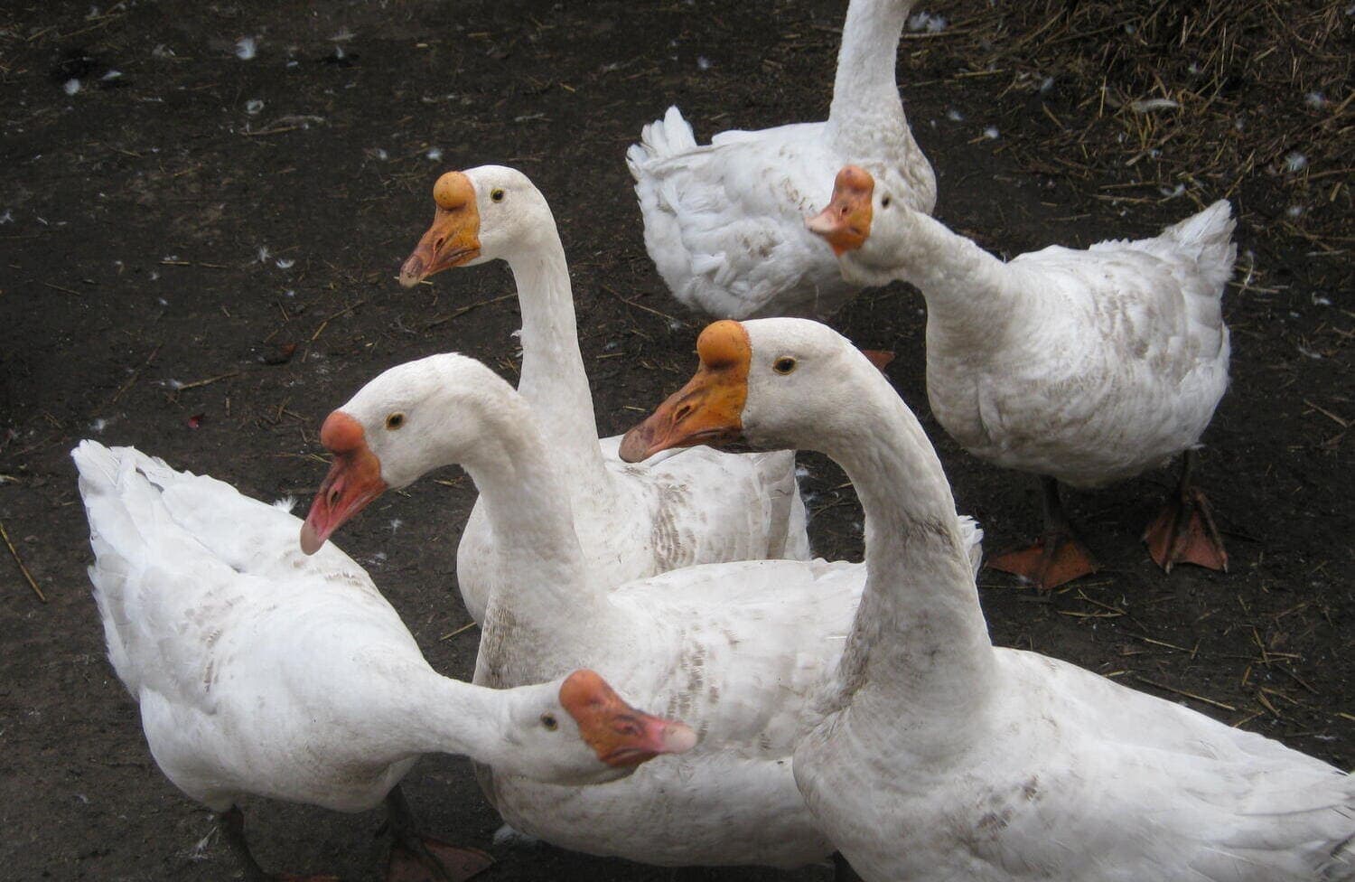 На юге Чехии ветеринары забьют сотни гусей из-за птичьего гриппа