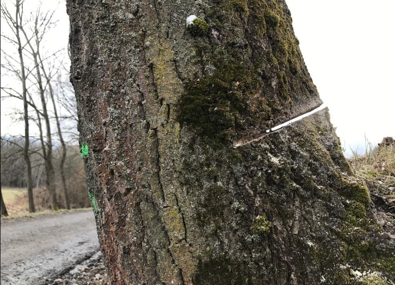 Вандал повредил 28 деревьев, защищаемых экологами